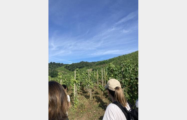 image de Rando & Vin en Côte-Rôtie avec Mr Probus