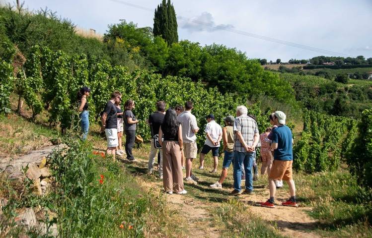 Photo of Rando & Vin en Côte-Rôtie avec Mr Probus