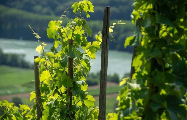 Photo of Rando & Vin en Côte-Rôtie avec Mr Probus