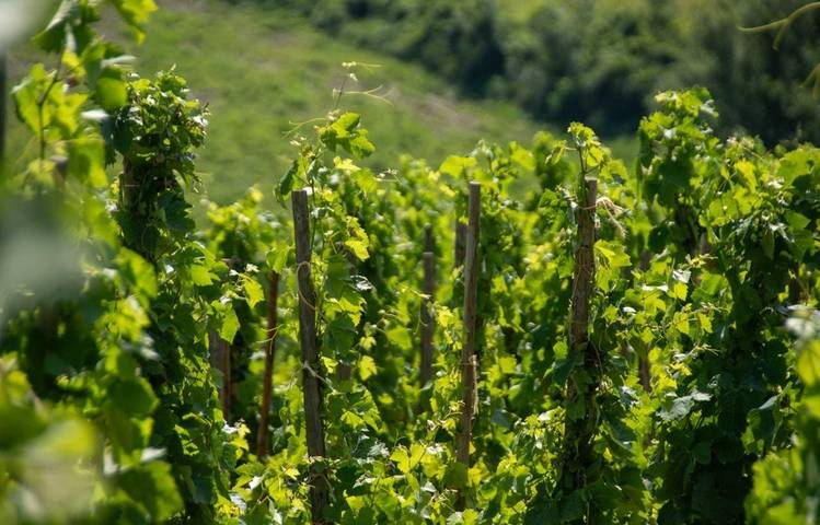 Photo of Rando & Vin en Côte-Rôtie avec Mr Probus