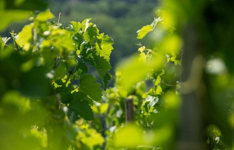 Photo of Rando & Vin en Côte-Rôtie avec Mr Probus