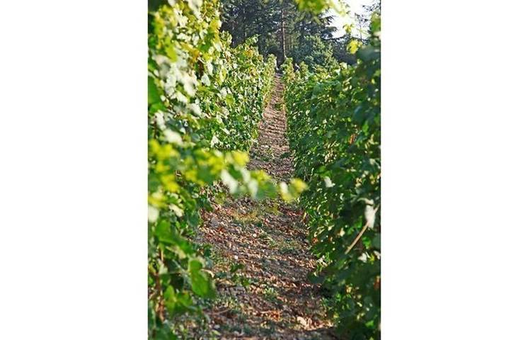 Photo of Domaine Leménicier