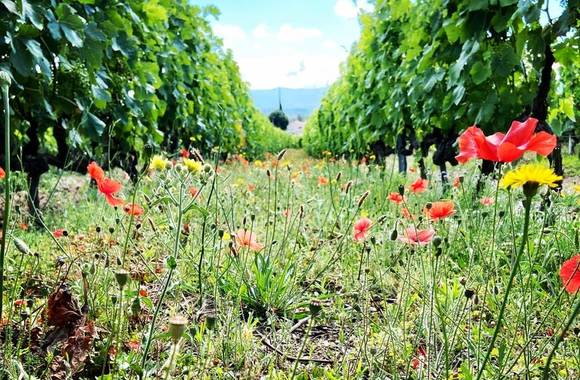 img-domaine-johann-michel