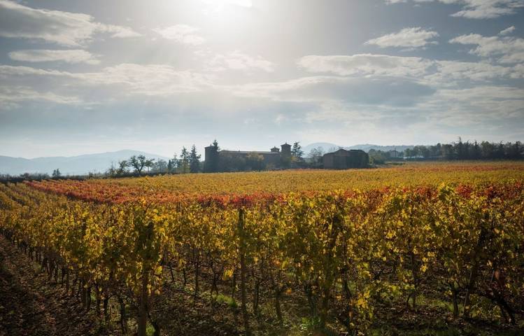 Photo of Domaine Barou