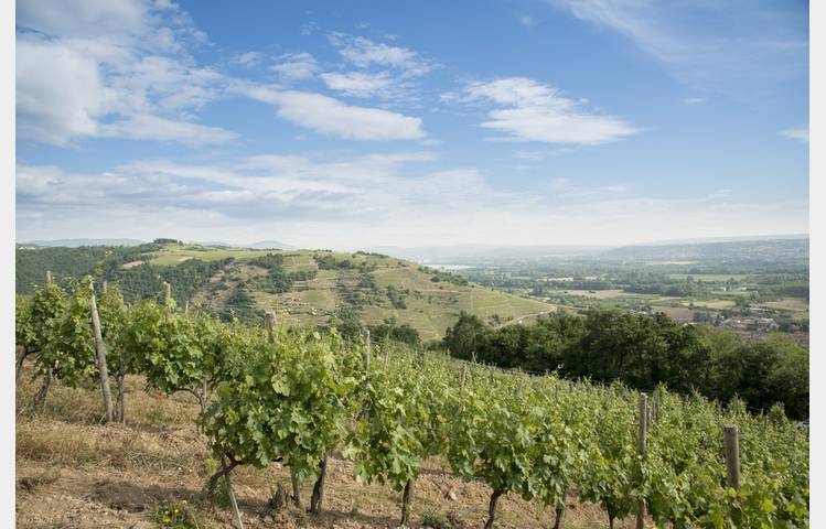 image de Domaine Louis Chèze