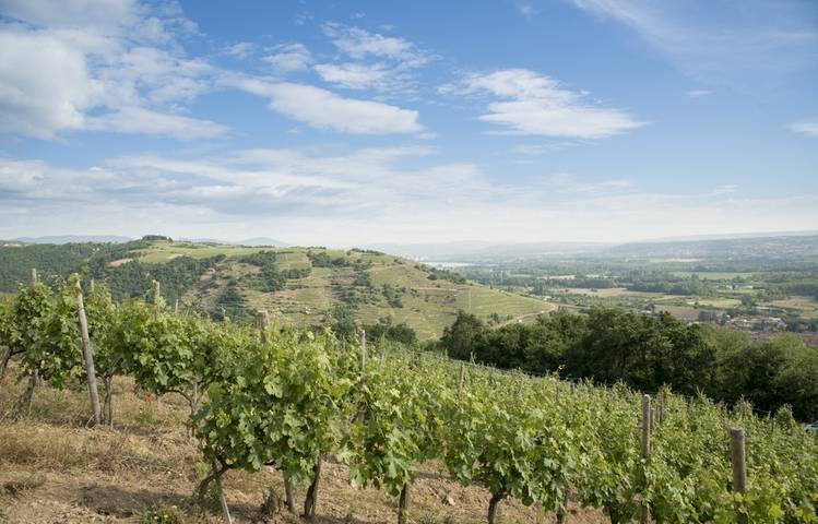 Photo of Domaine Louis Chèze