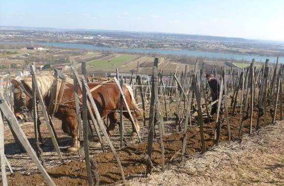 Domaine Christophe Pichon