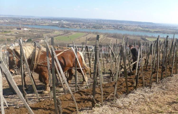 Photo of Domaine Christophe Pichon