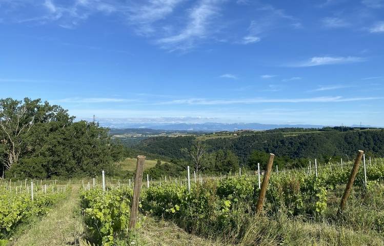 Photo of Rando Wine (Les vins de Saint-Vallier)