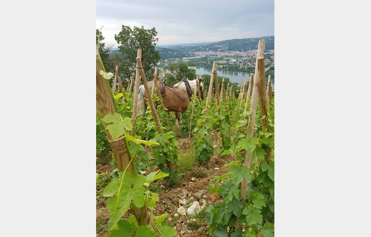 image de Domaine Eymin-Tichoux