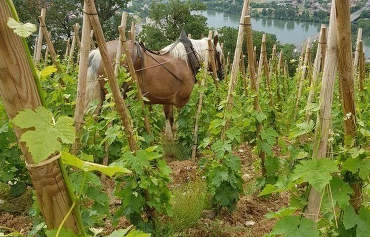 Photo of Domaine Eymin-Tichoux