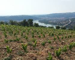 Domaine Eymin-Tichoux