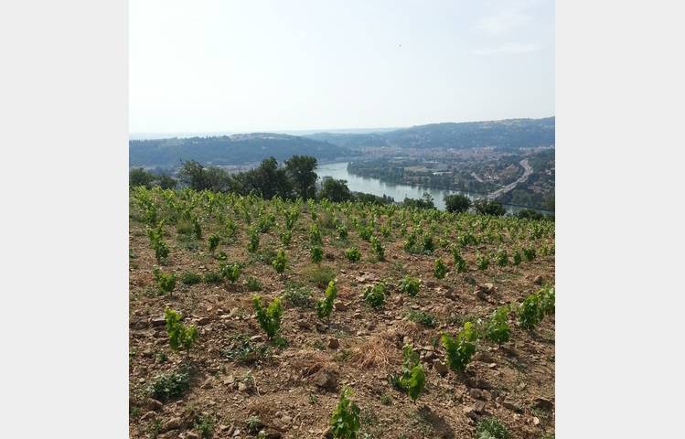image de Domaine Eymin-Tichoux