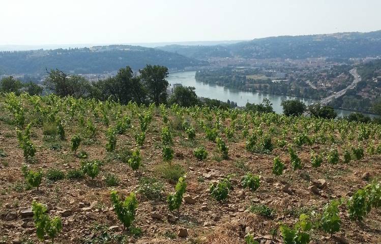 Photo of Domaine Eymin-Tichoux