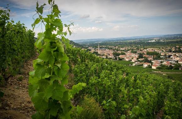 img-domaine-dumien-serrette