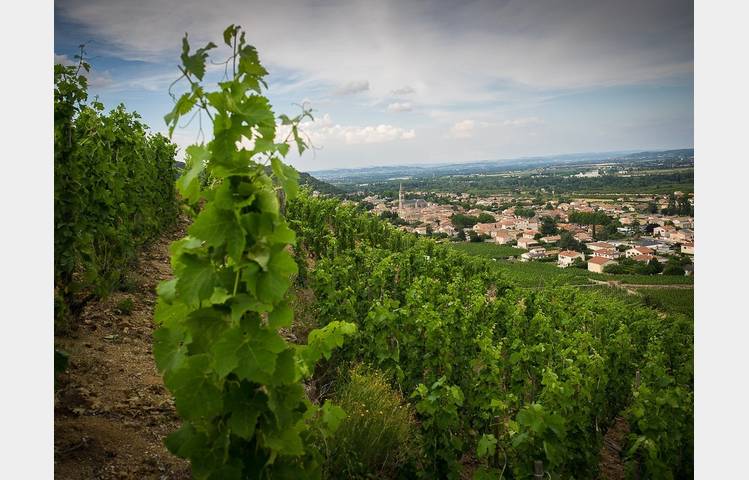 image de Domaine Dumien - Serrette