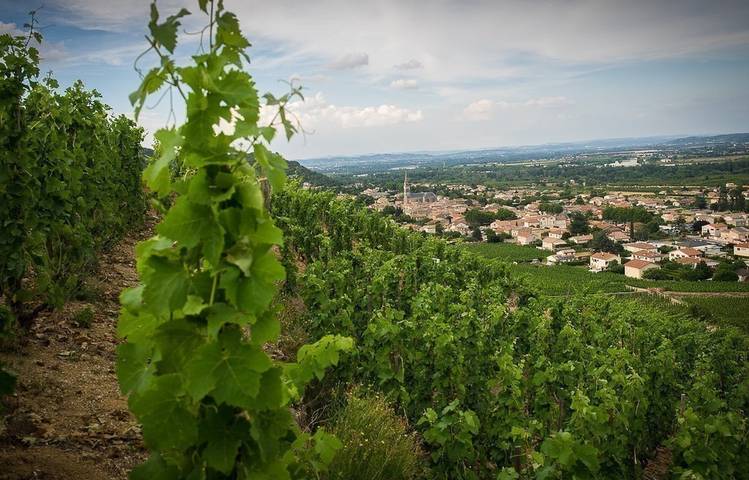 Photo of Domaine Dumien - Serrette