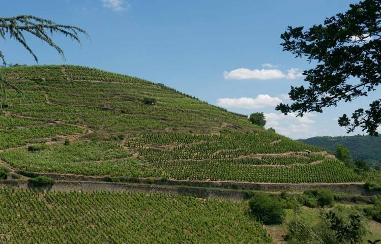 Photo of Domaine Niero