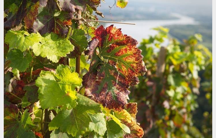 image de The roman city of côte rôtie wine