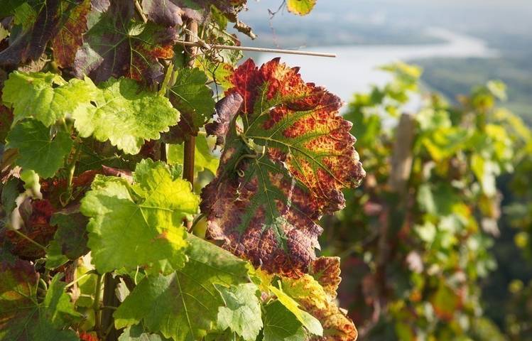 Photo of Excursion Vienne et la Côte-Rôtie avec Rhône Trip