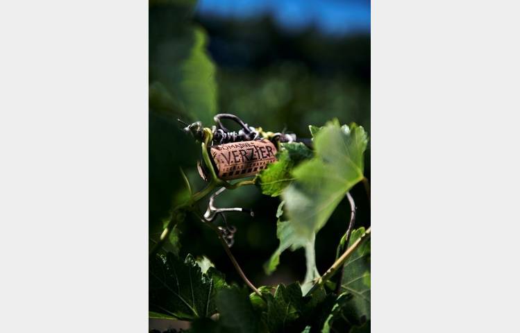 image de Brunch Vigneron at Domaine Verzier