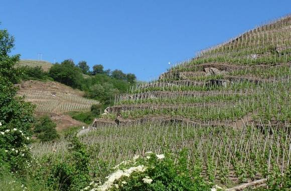 img-vignobles-levet