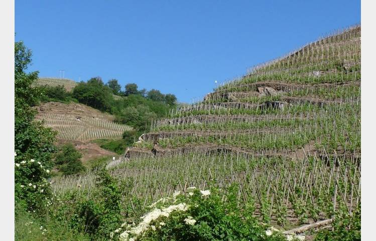 image de Vignobles Levet