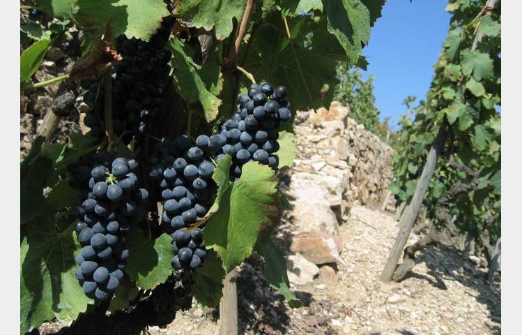 image de Vignobles Levet