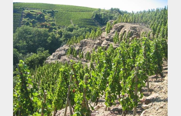 image de Vignobles Levet