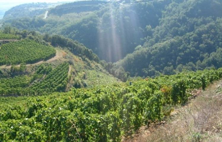 Photo of Domaine du Tunnel
