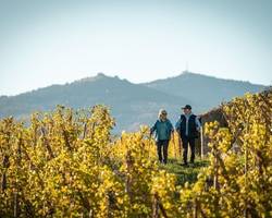 Rando Wine au Domaine Anthony Paret
