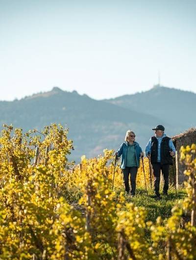 img-rando-wine-au-domaine-anthony-paret