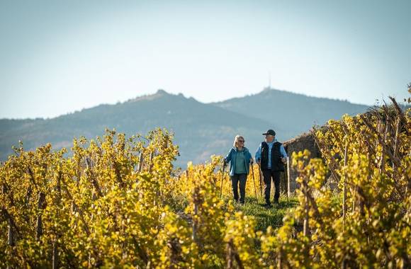 Rando Wine au Domaine Anthony Paret