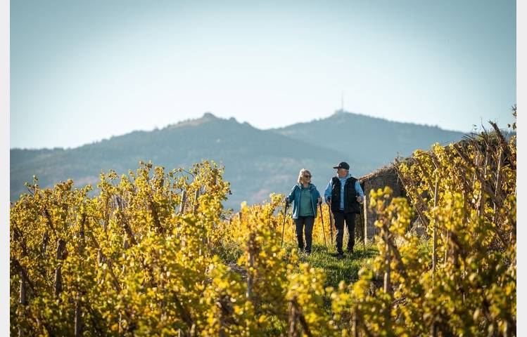 image de Rando Wine au Domaine Anthony Paret