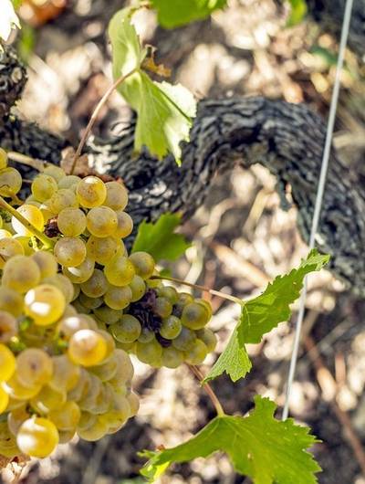 img-wine-notes-au-domaine-faury