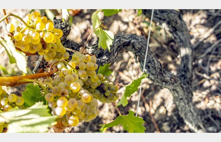image de Wine Notes au Domaine Faury