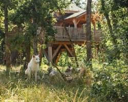 tree houses at Peaugres Safari Park