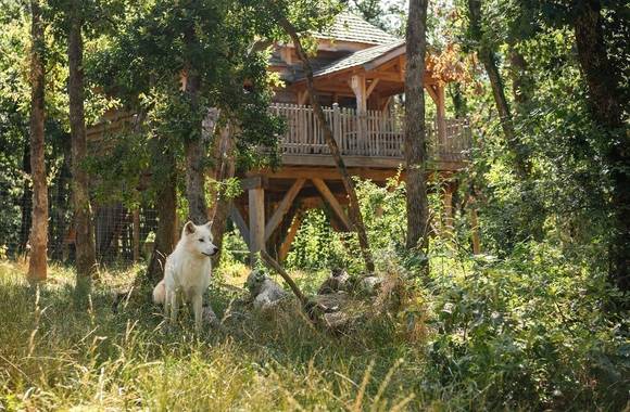 tree houses at Peaugres Safari Park