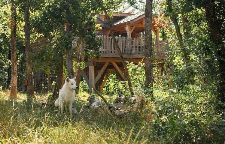 Photo of tree houses at Peaugres Safari Park