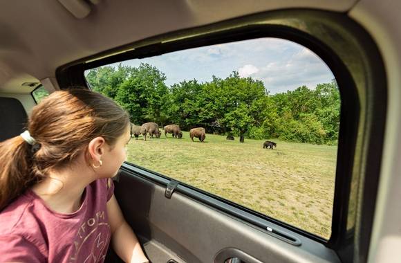 img-safari-de-peaugres