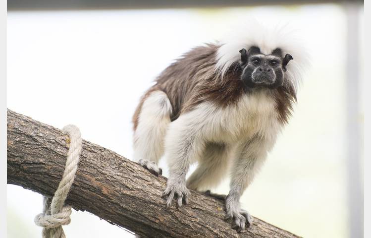 image de Safari de Peaugres