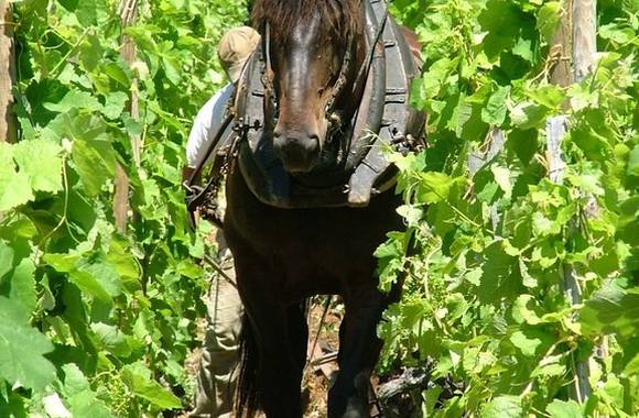 img-domaine-lionnet