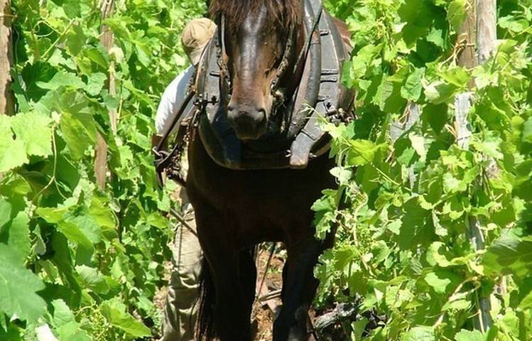 Photo of Domaine Lionnet