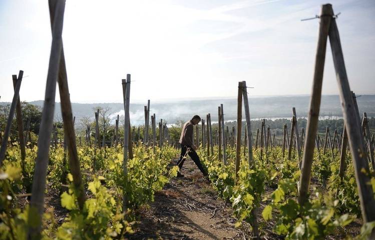 Photo of Les Vins de Vienne