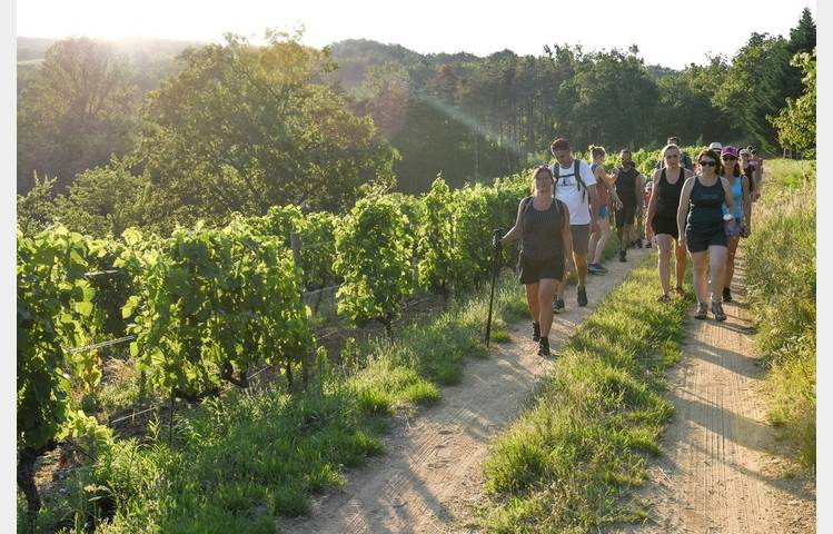 image de Rando wine au domaine Duclot