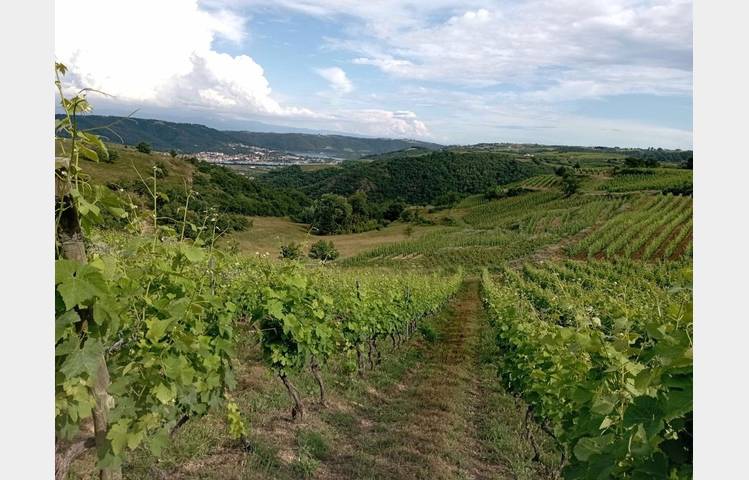 image de Rando wine au domaine Duclot