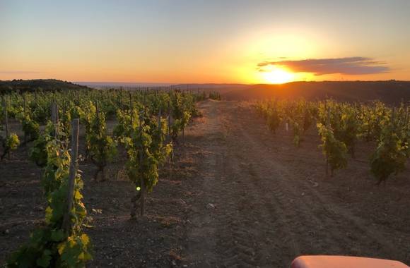 Sunset dans les vignes (Domaine Perrier)