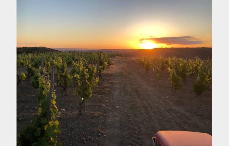 image de Sunset dans les vignes (Domaine Perrier)