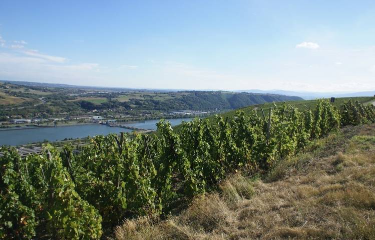 Photo of Domaine Clusel-Roch
