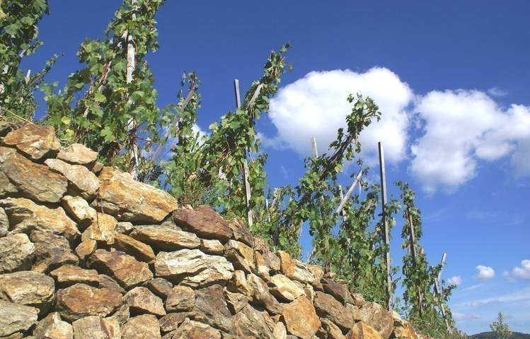 Photo of Domaine Clusel-Roch